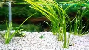 Аквариум со встроенным фильтром