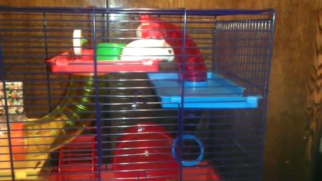 Хомяки в клетке.4 этажа. смотреть онлайн