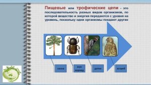 Пищевые цепи