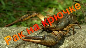 Как насадить рака на крючок.
