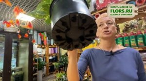 Аукуба японская кротонолистная | Солнечные зайчики при любой погоде | Комнатное растение