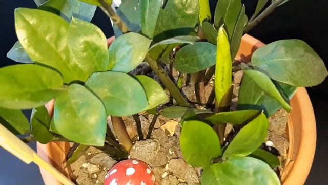 SALON BITKILERINDEN ZEZE BITKISI DIGER ADI ILE ŞANSBİTKİSİ Zamioculcas zamiifolia смотреть онлайн