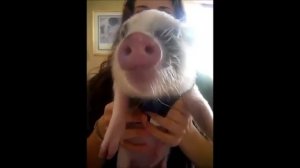 Funny Animal Pet pig making weird noises while eating potato chips