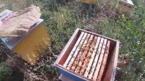 ЗИМОВКА ПЧЕЛ 3 ОСНОВНЫХ ПРАВИЛА Подготовка пчел к зимовке