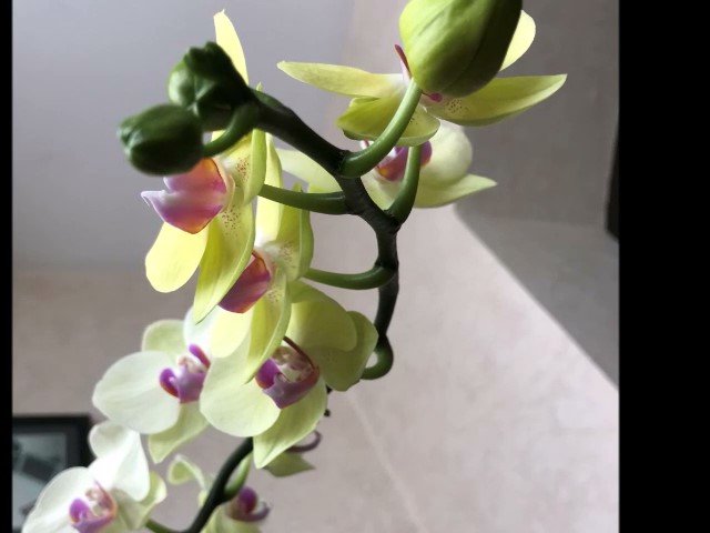 Расцветающая орхидея.mp4