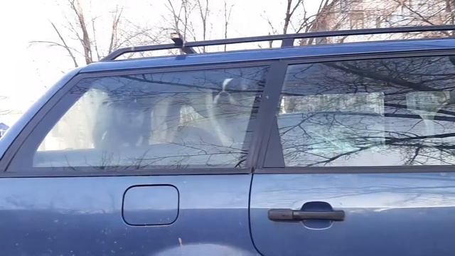 Когда хозяин  забыл собак смотреть онлайн