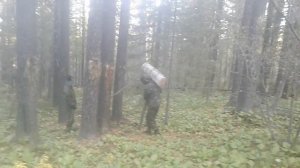 Добыча кедрового ореха Красный Чикой