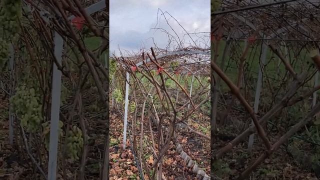 Арочная подрезка виноградного куста кишмиш Юпитер США смотреть онлайн
