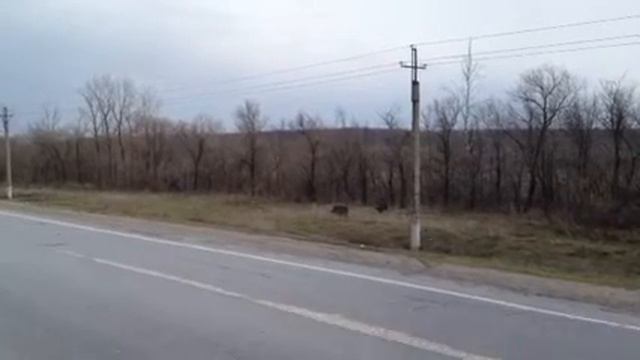 Кабаны!!! Средь бела дня! смотреть онлайн