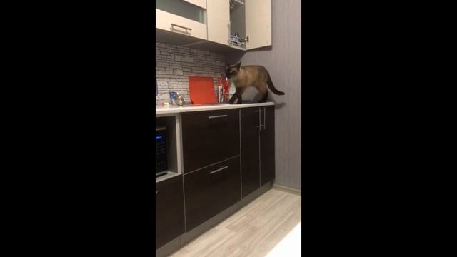 Как мяукают сиамские коты. смотреть онлайн