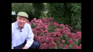 Седум. Цветники из многолетников. Декоративный сад 5