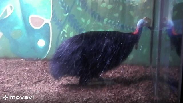 Влог / Московский зоопарк. Казуар / 8.04.22 год