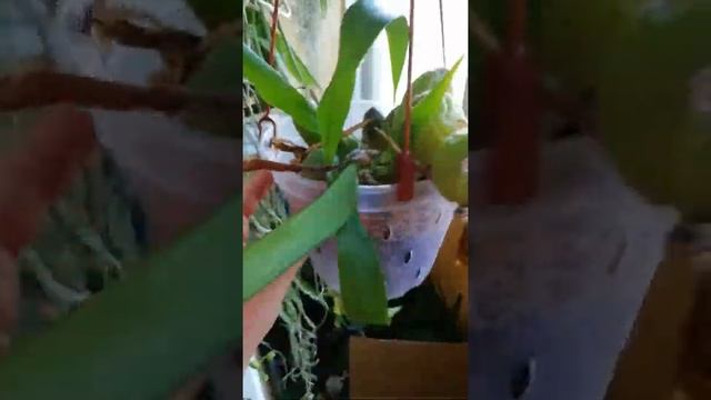 Целогина Кристата Coelogyne cristata цветение, уход смотреть онлайн