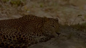 Шри Ланка Дикая природа - дикая природа шри-ланки - чарующая шри-ланка