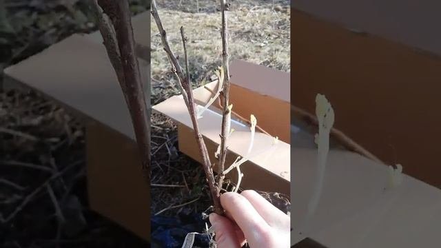 #школьныйсад ЗАКАЗ САЖЕНЦОВ ИЗ ИНТЕРНЕТ МАГАЗИНА 