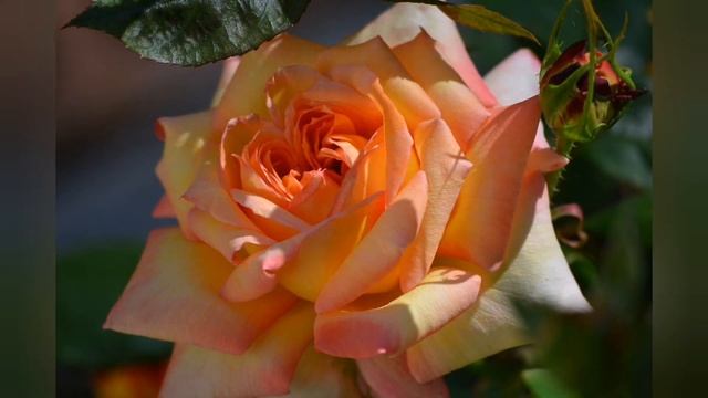 С праздником, дорогие женщины | С Международным женским днем ? смотреть онлайн