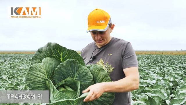 Капуста белокочанная Транзам F1 смотреть онлайн