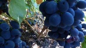 Виноград Сфинкс