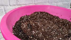 Готовим грунт для посадки.