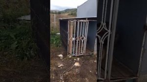 Бункерная кормушка для собаки, испытание.