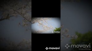 MovaviClips_Video_2.mp4