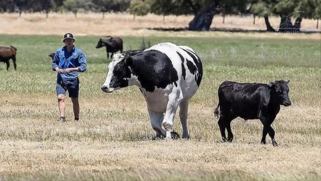 Бык - гигант, весом 1400 кг избежал бойни, благодаря своему размеру смотреть онлайн