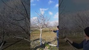 Обрезка грецкого ореха.