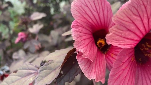 Cranberry Hibiscus | Hibiscus acetosella смотреть онлайн