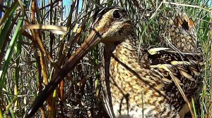 Бекас (Gallinago gallinago) - Common snipe and chicks