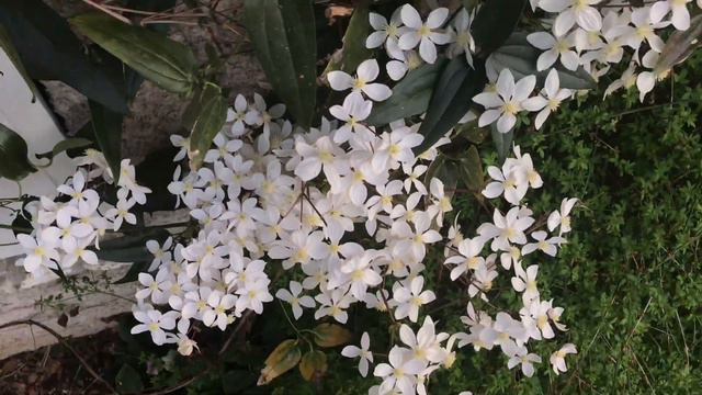 Clématite d'Armand 'Clematis armandii Apple Blossom' La beauté au summum смотреть онлайн
