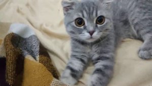 Мурлыканье британского котёнка!