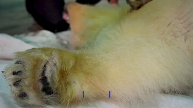 Медвежата Хара и Савэй переехали в национальный парк «Гыданский» смотреть онлайн