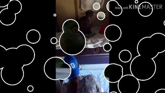 Фото альбом моего кота последняя часть смотреть онлайн