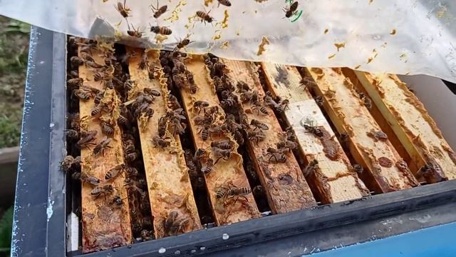 Как мы перезимовали в Краснодарском крае. (07.04.2021) смотреть онлайн