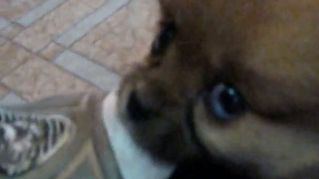 Ужас, собака - монстр смотреть онлайн