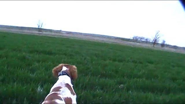 Кьяра куропатке,Крым. смотреть онлайн