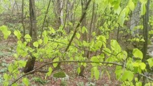 Весенняя Семиглавая (2022). Часть 2.