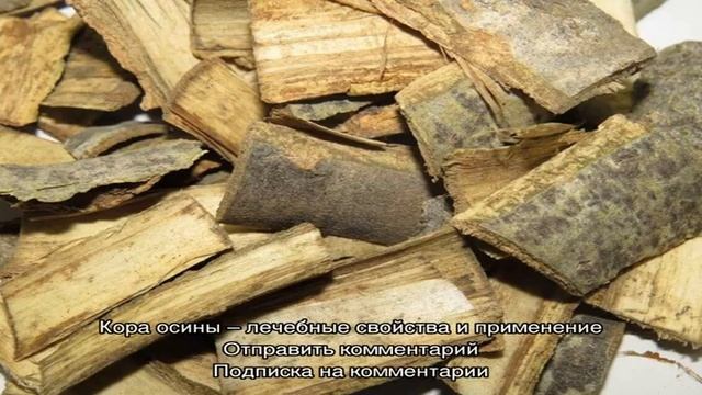 Как правильно заваривать кору осины — делаем эффективное и натуральное средство от многих болезней смотреть онлайн