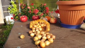 Золотое правило посадки лука- СЕВКА под зиму. Зима ему не страшна.