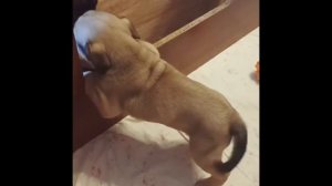 Щенок ка де бо | кадебо в 2 месяца | Продается щенок кадебо девочка