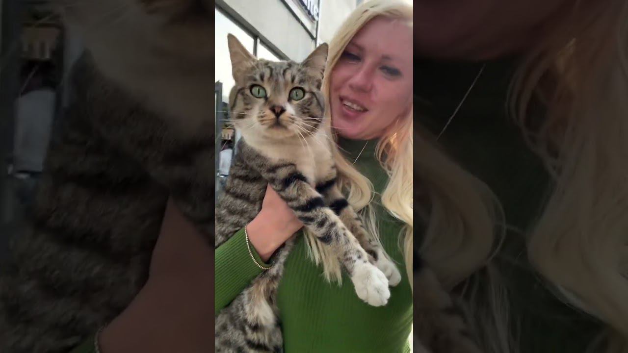 Поймала полосатого агента в Ташкенте. смотреть онлайн