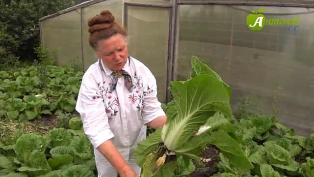 Сорта пекинской капусты смотреть онлайн