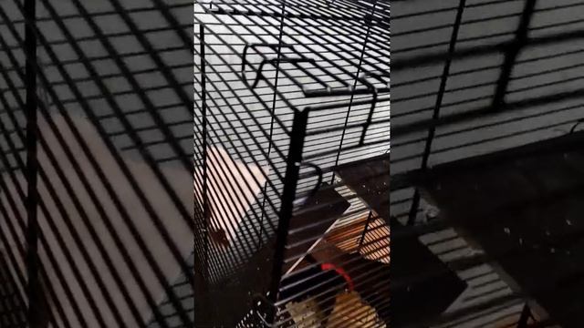 Клетка для шиншиллы и крысы, размер XL смотреть онлайн