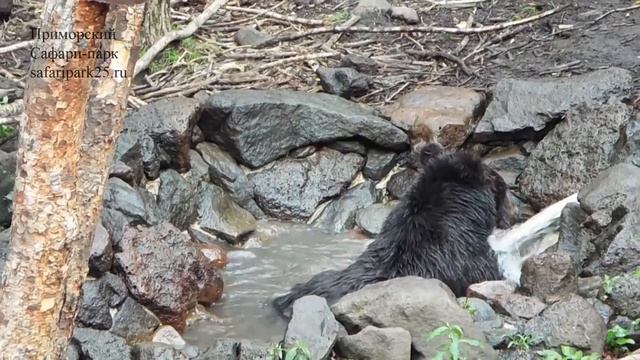 КУПАНИЕ БУРЫХ МЕДВЕДЕЙ 18 ИЮЛЯ 2018 Г. смотреть онлайн