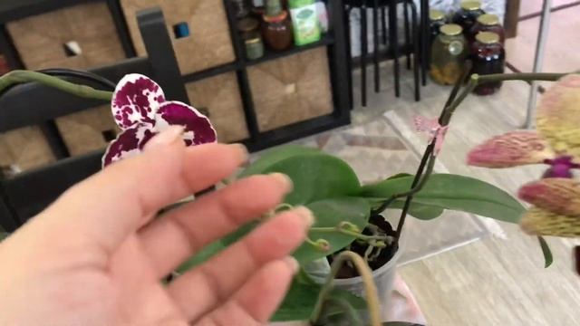 Бомбовые сорта фаленопсис цветут! А ещё ринхостилис, мильтониопсис и каттлея.
