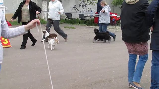 17.05.15. Саратов Региональная в-ка BIG 9 (эксп.Ф.Чайковская) смотреть онлайн