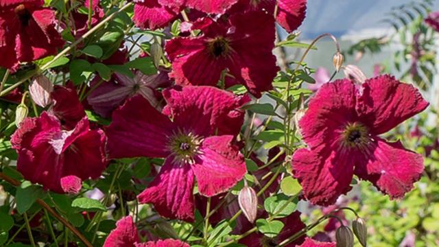 Клематис Rubra 