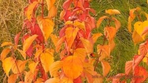 Дерен кроваво-красный Мэджик Флейм (magic flame) ? обзор: как сажать, саженцы дерена Мэджик Флейм