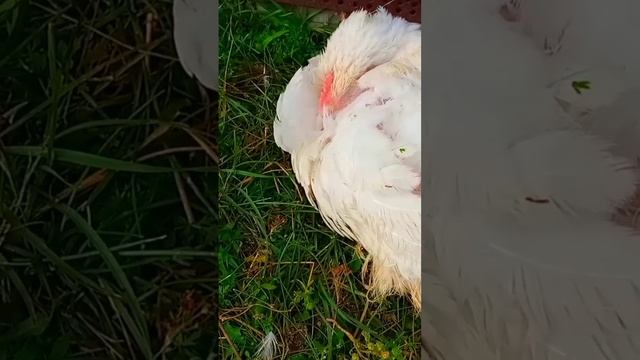 А вы знаете как спит КУРИЦА? смотреть онлайн