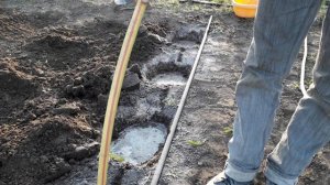 Картофель рассадой, 9 апреля 2020г